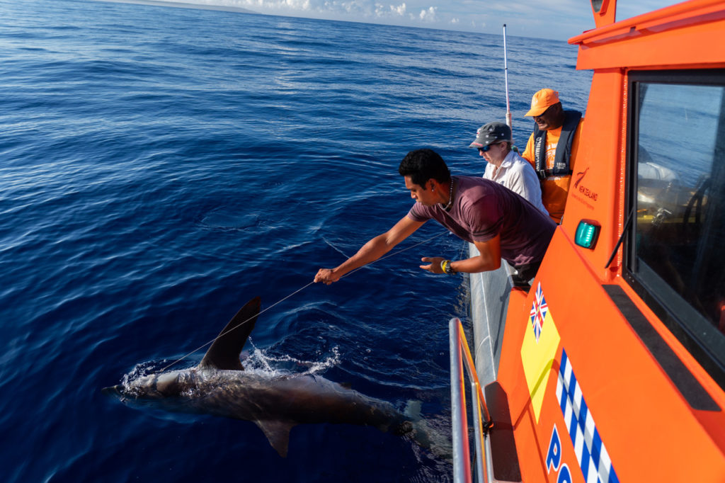 Shark Tagging Niue